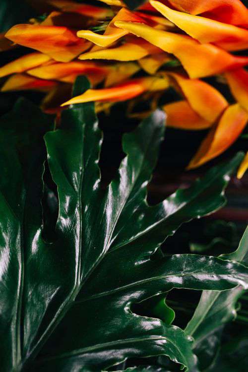 Close-ups of green plant leaves