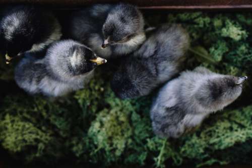 Black baby chicks