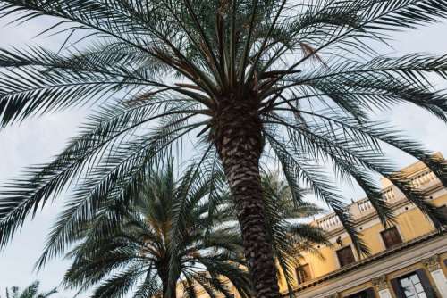 Palm trees in Spain