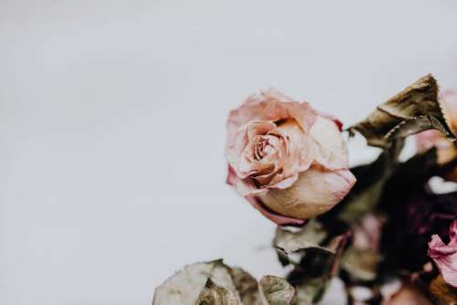 Dried pink roses