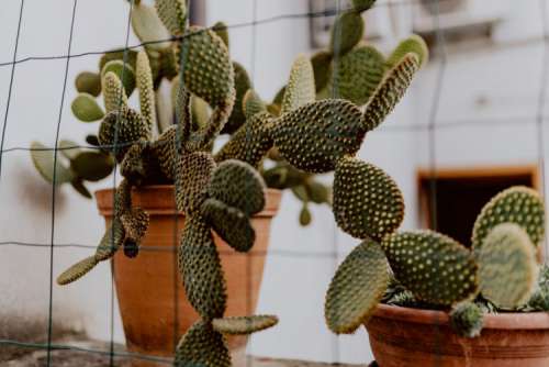 Opuntia in a ceramic pot