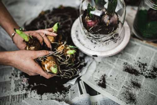 Woman planting seedlings on a newspaper covered table with quail eggs