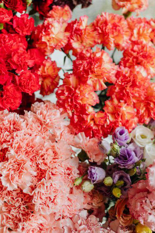 Various multicolored fresh flowers