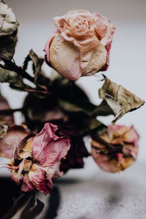 Dried pink roses