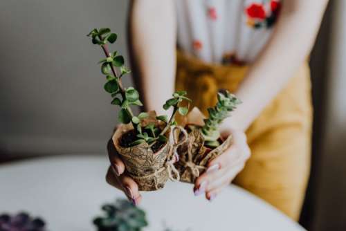 Replanting House Plants