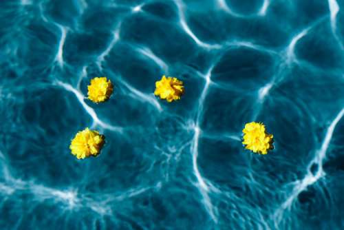 Small yellow flowers floating in the pool