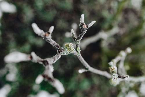 Frozen leaves & twigs