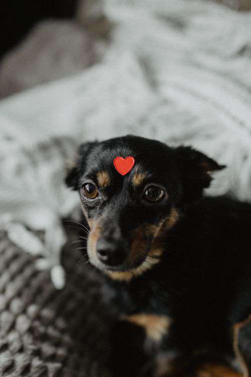 A dog with heart on head