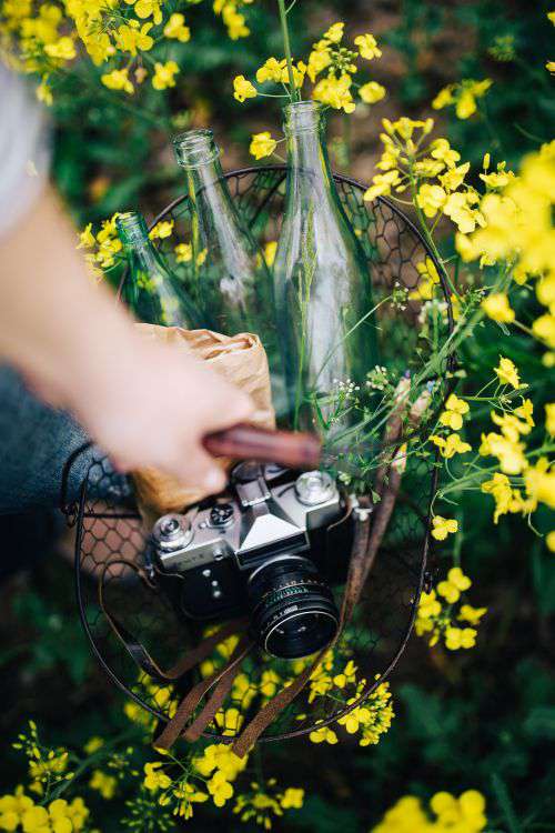 Woman with vintage camera in the field of blooming rapes