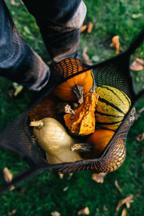 Variety of Pumpkins