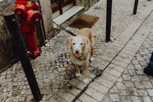 Dog tied up to a fire hydrant bollard, waiting for its master on the street outside