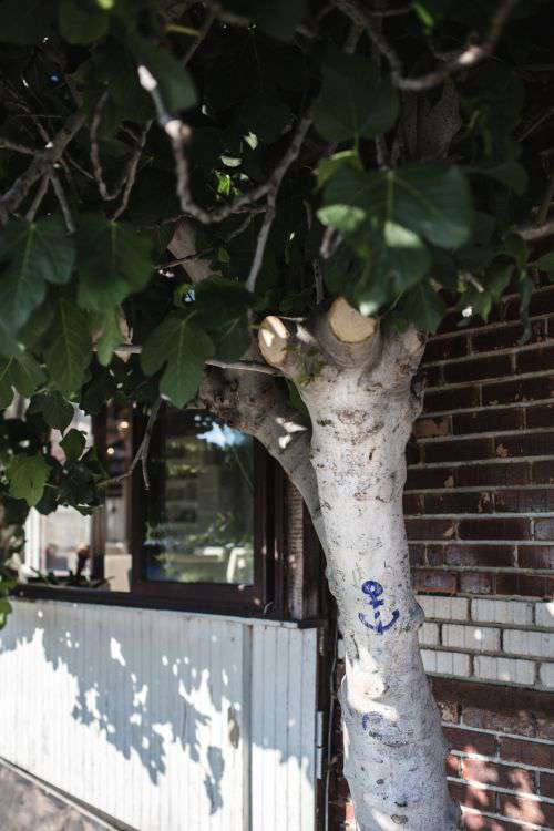 Anchor drawn on the tree, Nessebar, Bulgaria