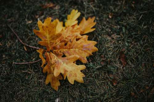 Autumn leaves on the ground