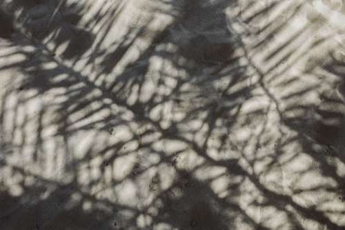 Palm leaf and shadow