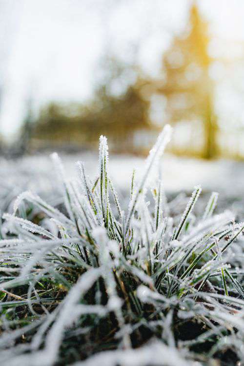 Frost covered grass in the morning