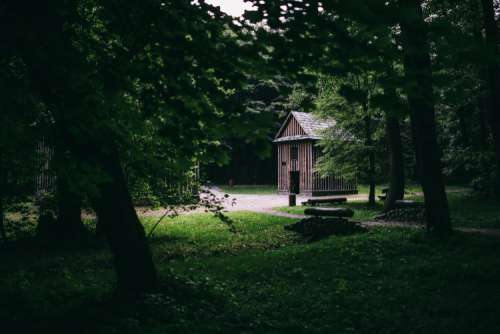 A walk through the forest