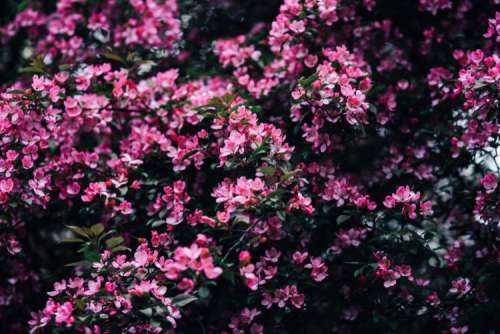 Lovely pink flowers blooming from the tree branches