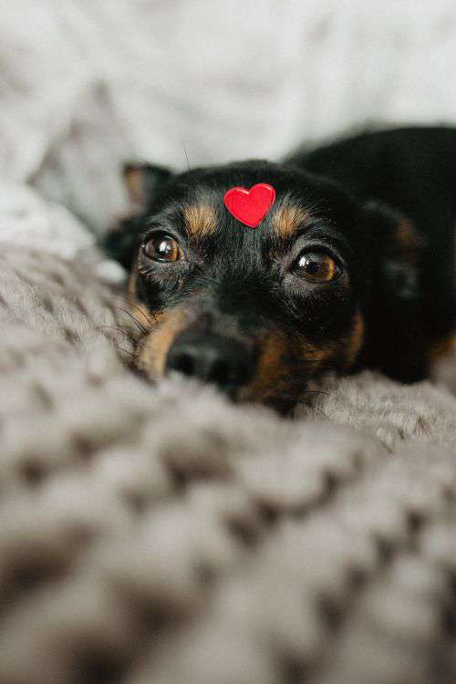 A dog with heart on head