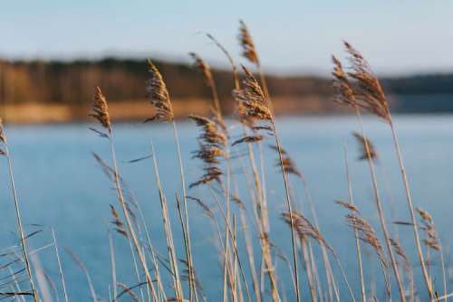 A walk by the lake