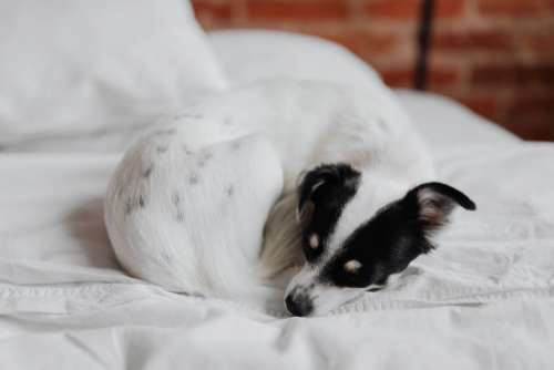Little young black and white dog on the bed