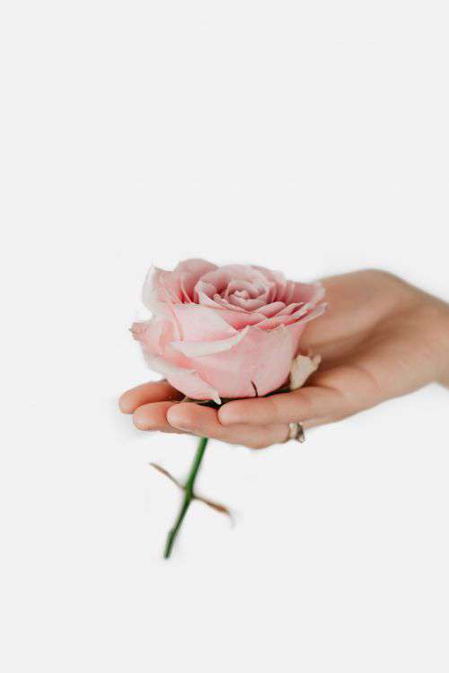 Holding a pink rose
