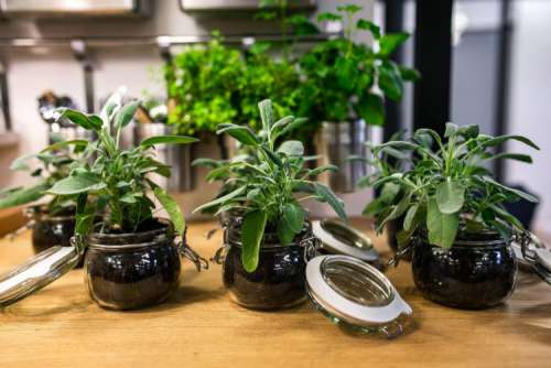 Green plants in glass jars on a table