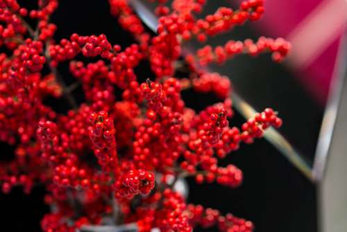 Red rowan in a black-and-white pot