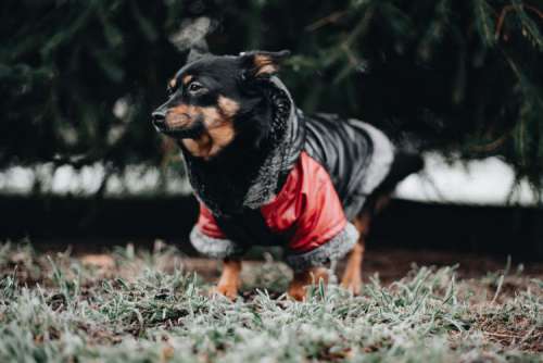 Small dog with warm jacket