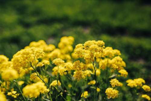 Small yellow flowers