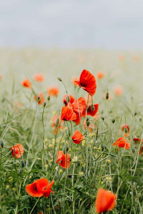 A field of Red Poppies