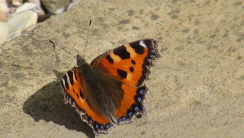Butterfly Red Admiral nature insect