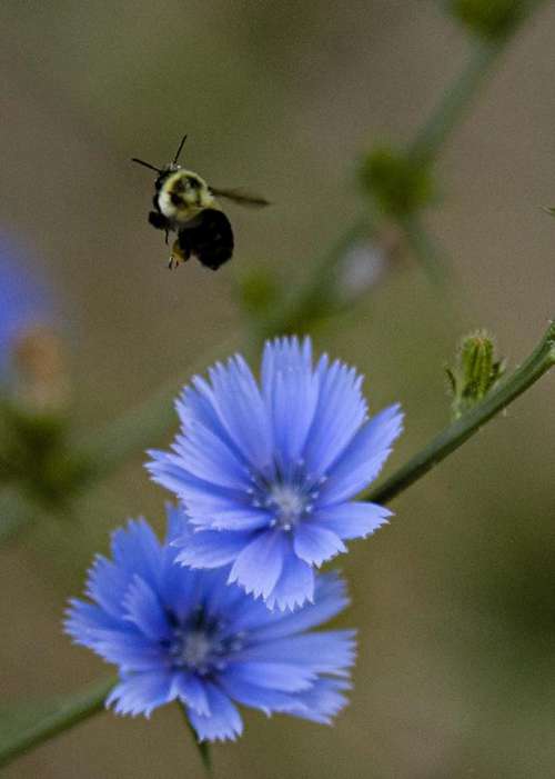 Bumblebee bee flower flowers nature