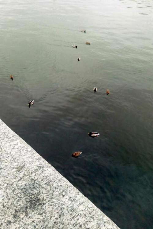 animals ducks duck birds swim