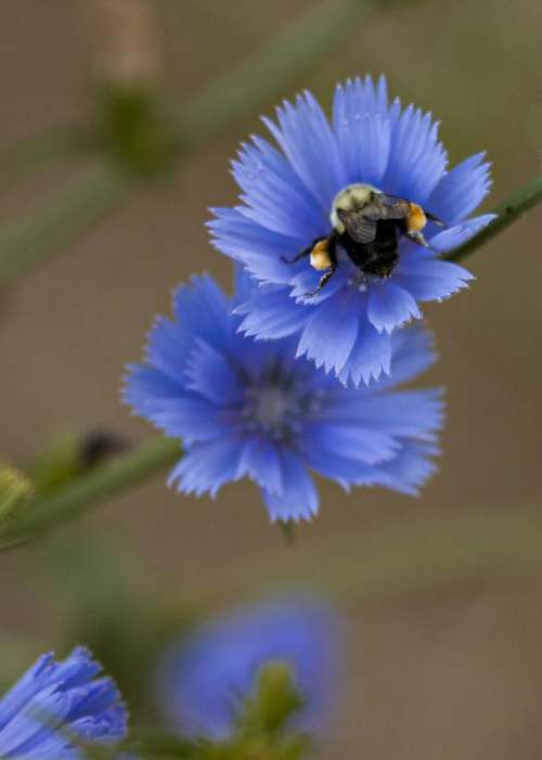 Bumblebee bee flower flowers nature 