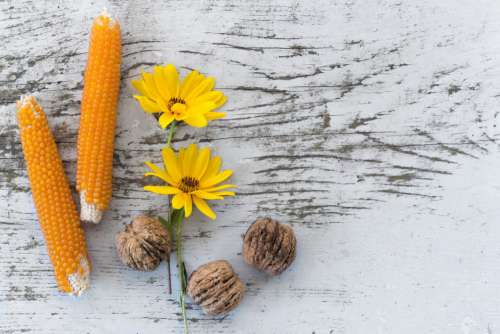 Rustic Corn and Flowers Free Photo