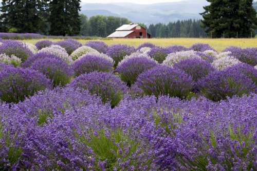 Barn in Field of Flowers Free Photo