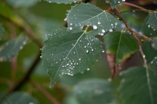 Raindrops on Leaves Free Photo