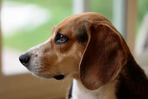 Beagle Dog Profile Free Photo