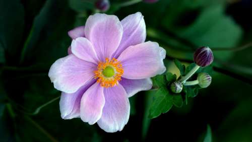 Purple Flower Macro Free Photo