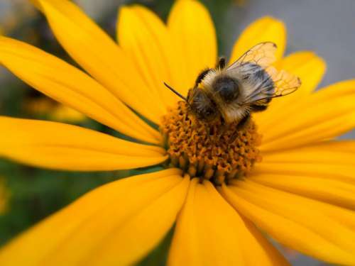Bee on Flower Free Photo