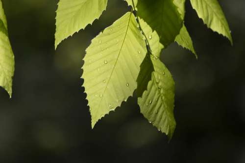 Tree Leaves Close Up Free Photo