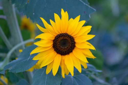 Sunflower Free Photo