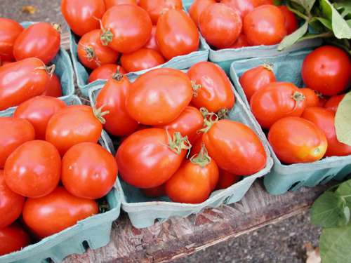 Fresh Tomato Harvest Free Photo