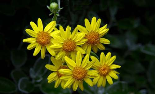 Vibrant Yellow Flowers Free Photo
