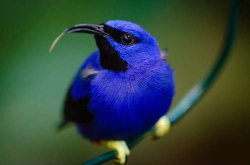 Exotic Blue Bird Free Photo