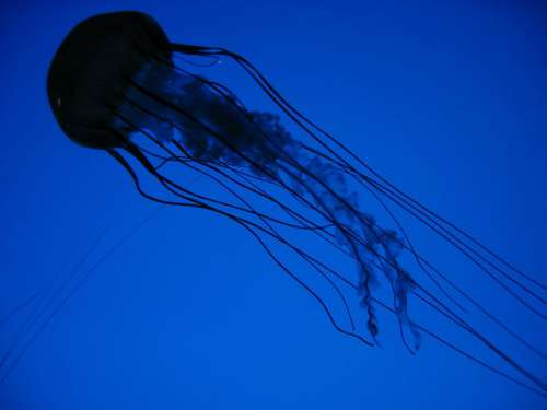 Jellyfish Free Photo