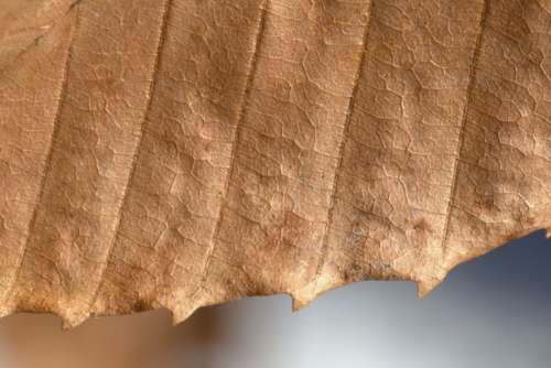 Macro Leaf Detail Free Photo