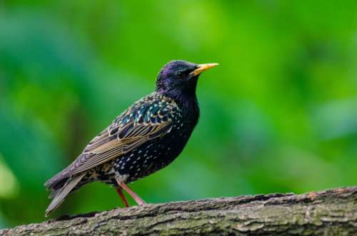 Bird Forest Close Up Free Photo