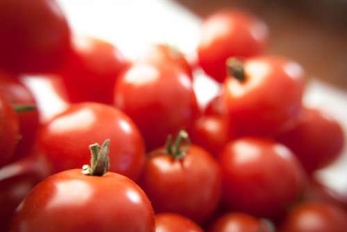 Fresh Tomatoes Free Photo