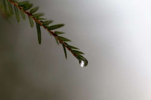 Tree Water Droplet Free Photo